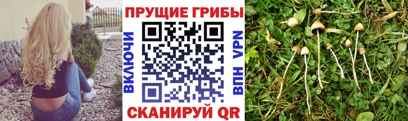 Галлюциногенные грибы MAGIC MUSHROOMS  блэк спрут зеркало  Славгород  наркота 