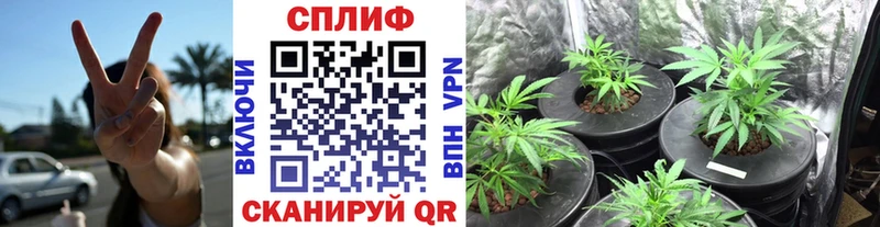 omg ссылки  Славгород  Шишки марихуана THC 21% 